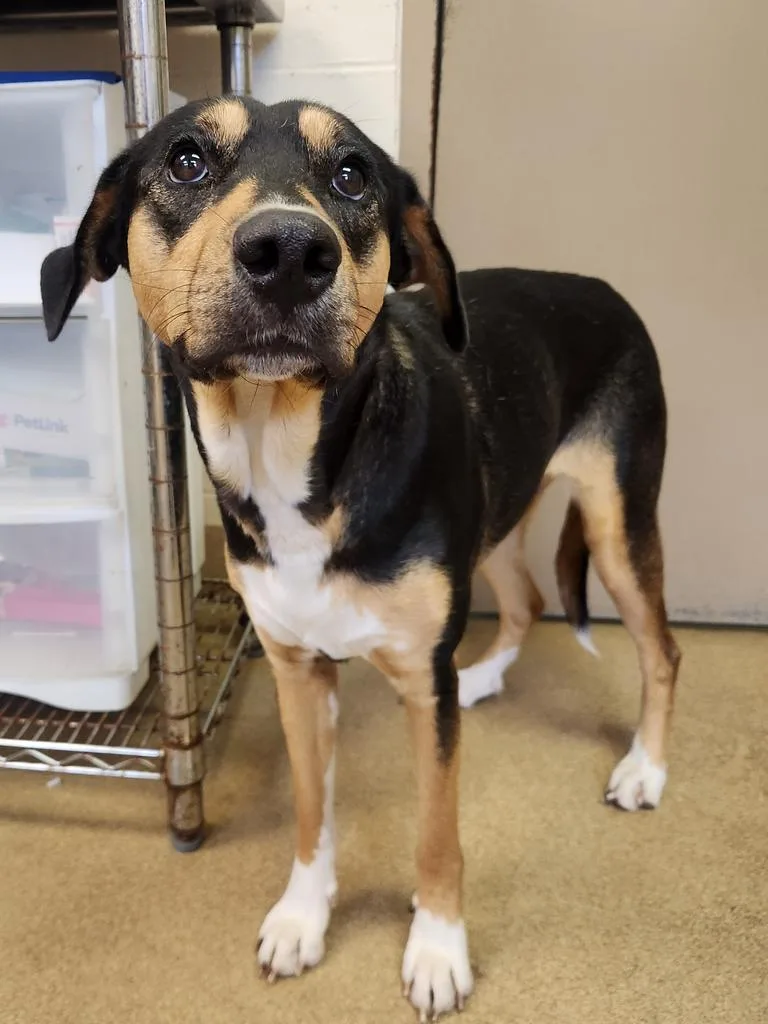 An adult large-sized female Mixed Breed dog named Sporty for adoption in Grand Forks, ND