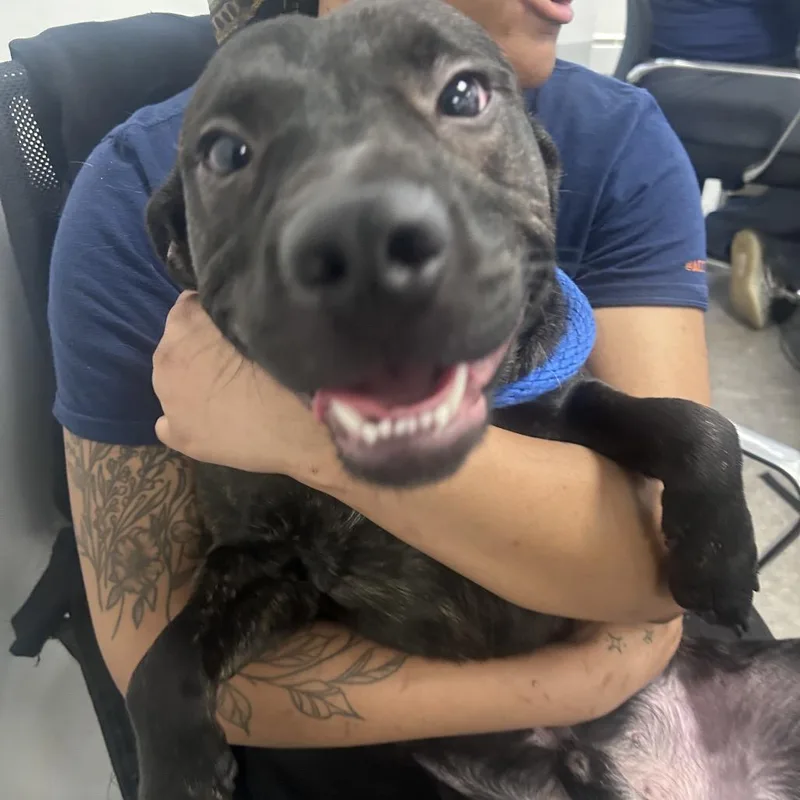 A young medium-sized male Brindle Pit Bull Terrier dog named Fred for adoption in Philadelphia, PA