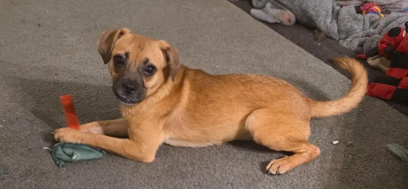 A baby small-sized female Brown / Chocolate Pug dog named Vivi for adoption in Manvel, TX