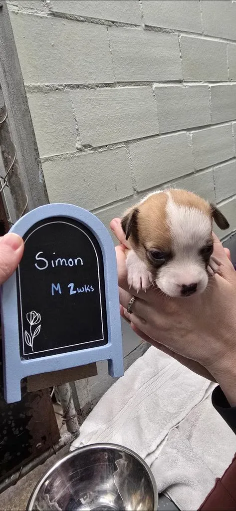 Simon