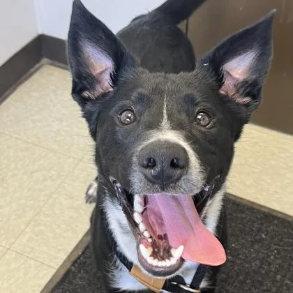 A young medium-sized male Black Mixed Breed dog named Rover for adoption in Dubuque, IA