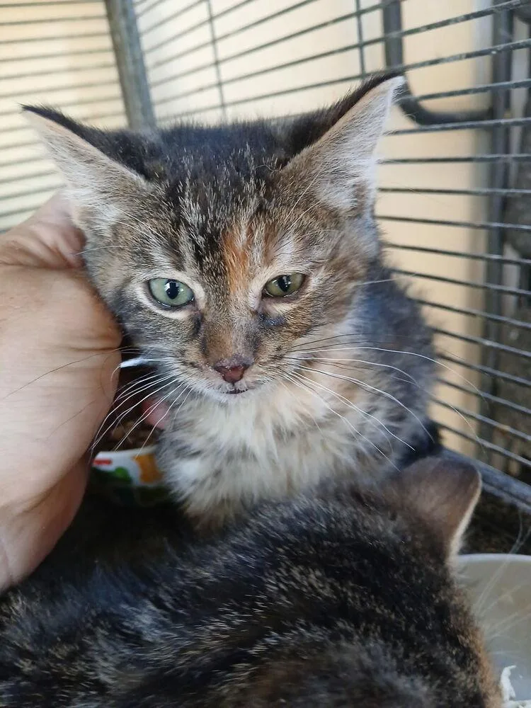 A baby small-sized female Gray / Blue / Silver Domestic Short Hair cat named Azrael for adoption in Thatcher, AZ