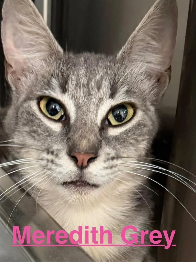 A baby small-sized female Tabby cat named Meredith Grey for adoption in Brookhaven, MS