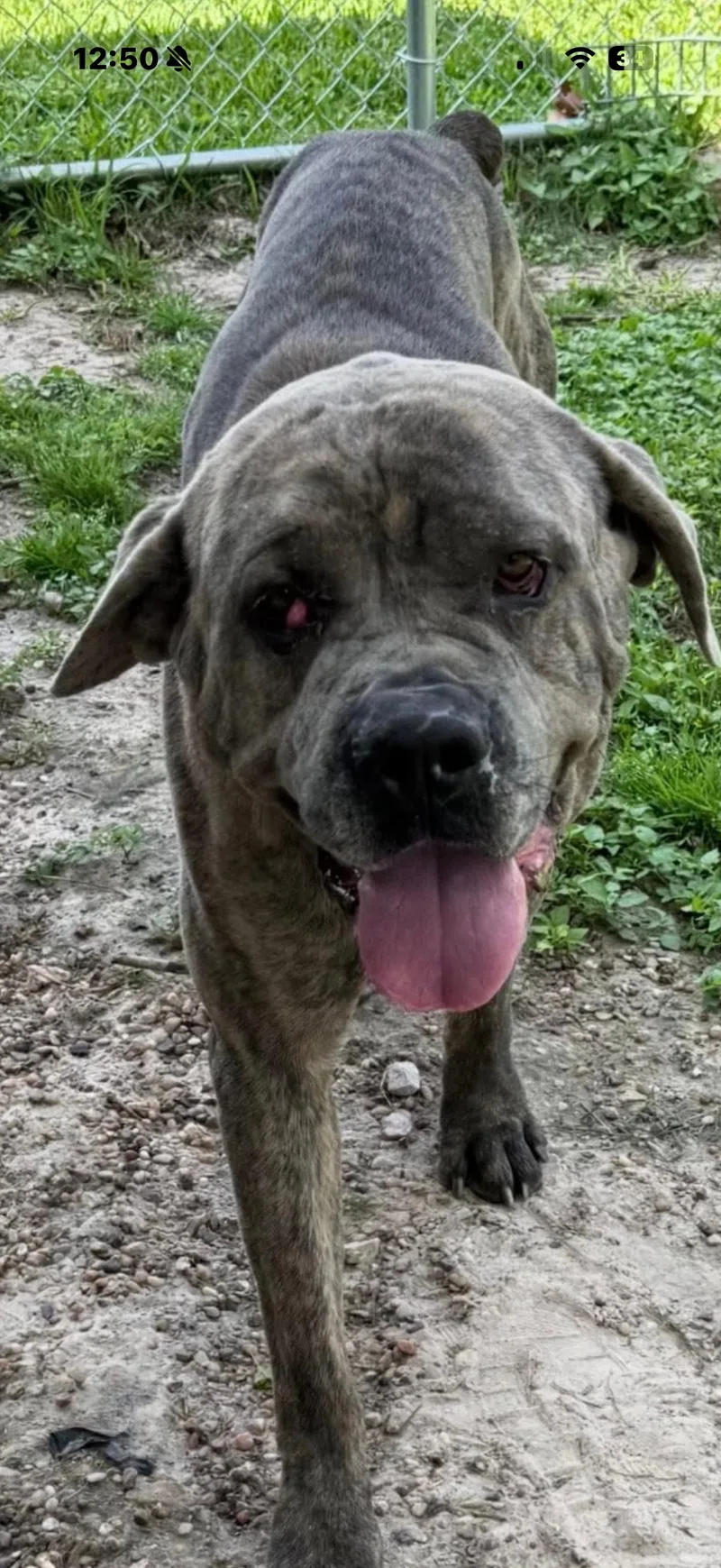 Sarge