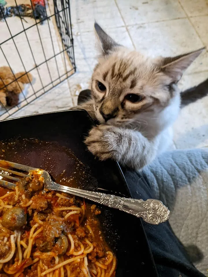 Himalayan Mix Beauties  thumbnail 2