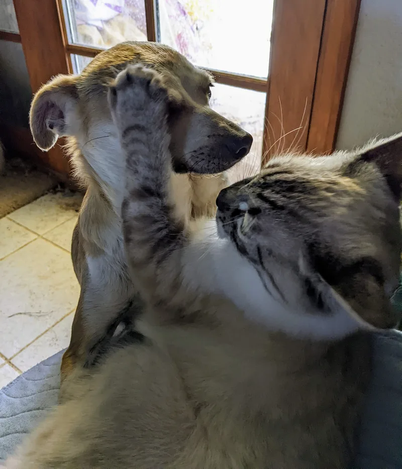 Himalayan Mix Beauties  thumbnail 3