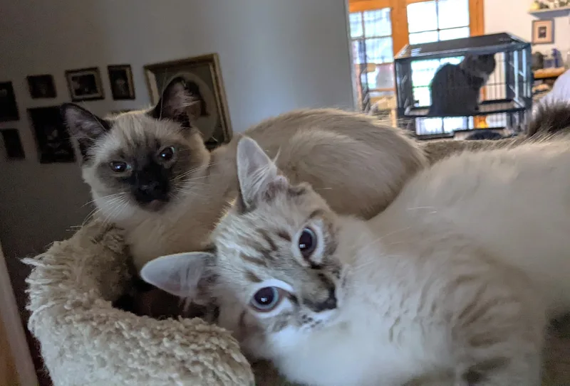 Himalayan Mix Beauties  thumbnail 5