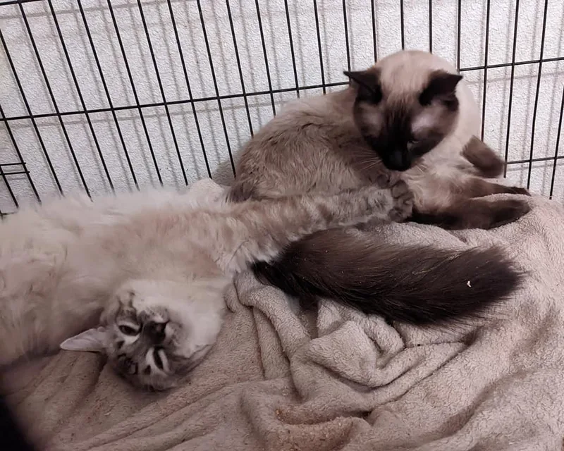 Himalayan Mix Beauties 