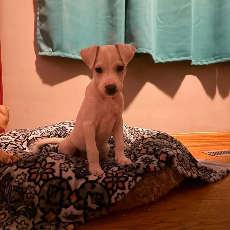 A baby medium-sized female Mixed Breed dog named Joy for adoption in East Peoria, IL