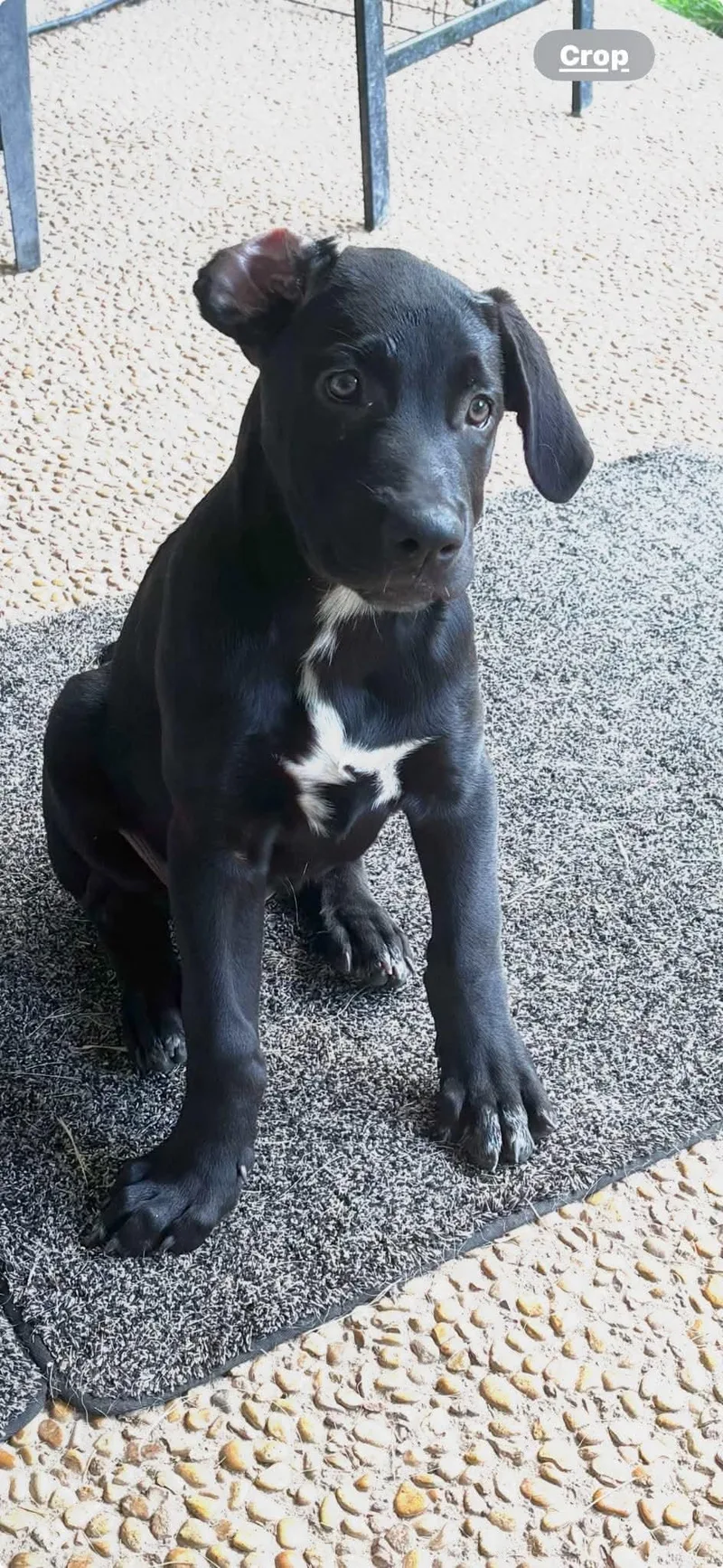 Baby Mickey