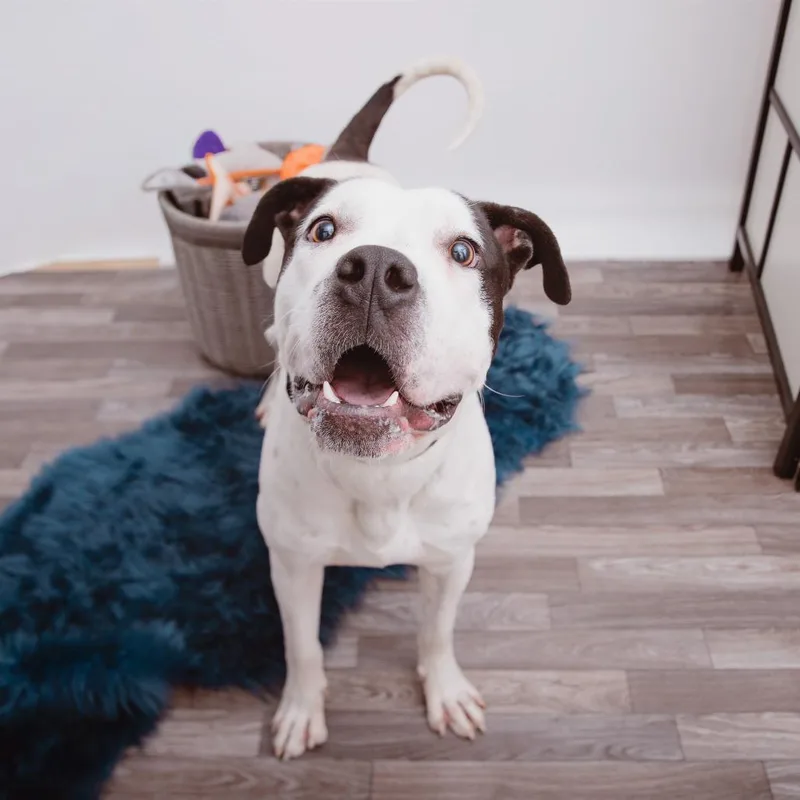 Otis