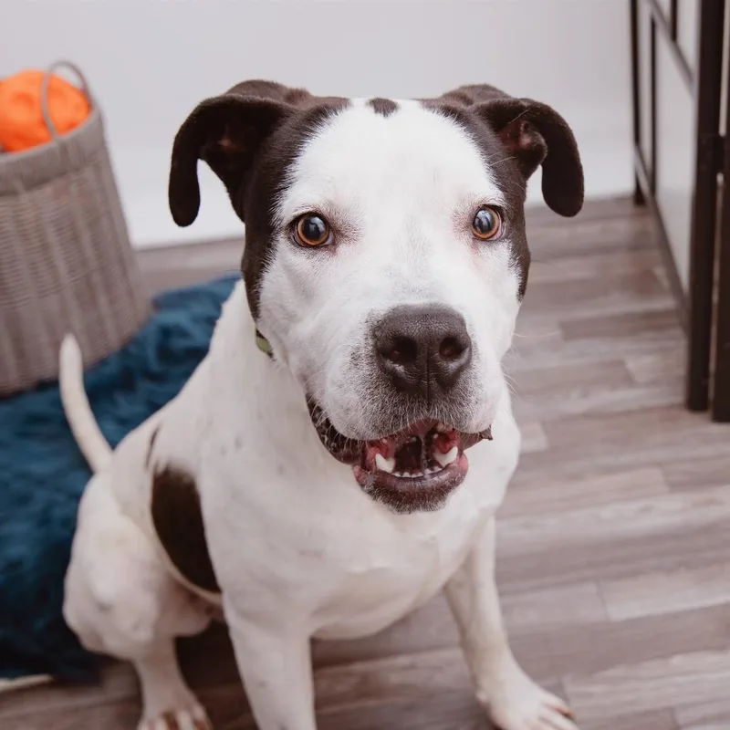 Otis thumbnail 2