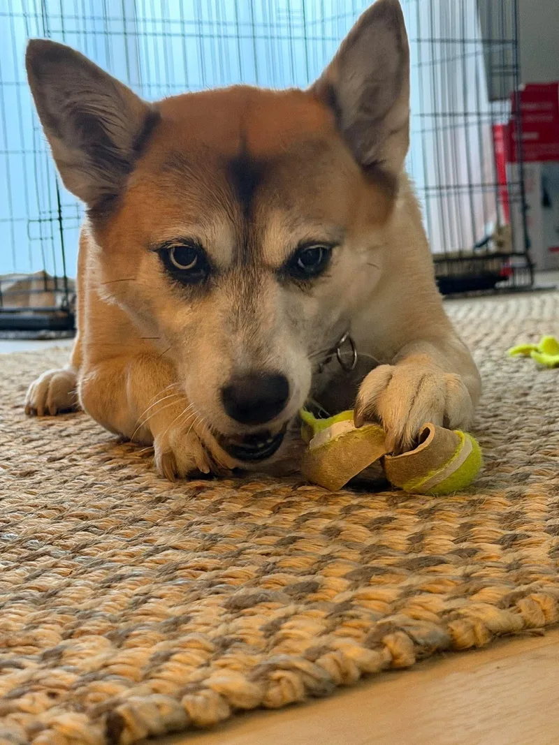 An adult medium-sized female Husky dog named Nova for adoption in Anchorage, AK