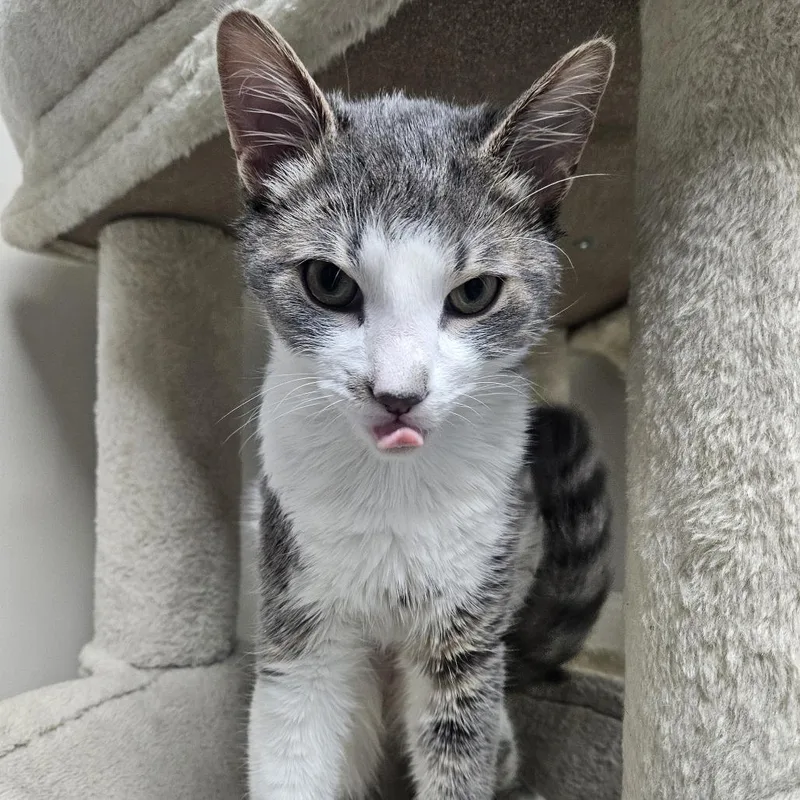 A young medium-sized male Domestic Short Hair cat named Oddball for adoption in Gainesville, FL
