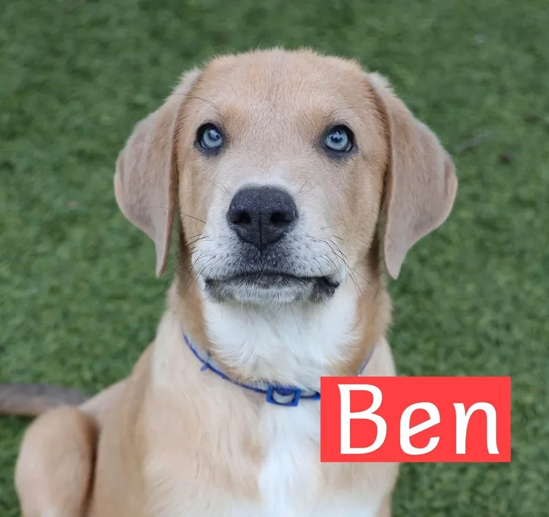 A baby large-sized male Hound dog named Ben for adoption in Southlake, TX