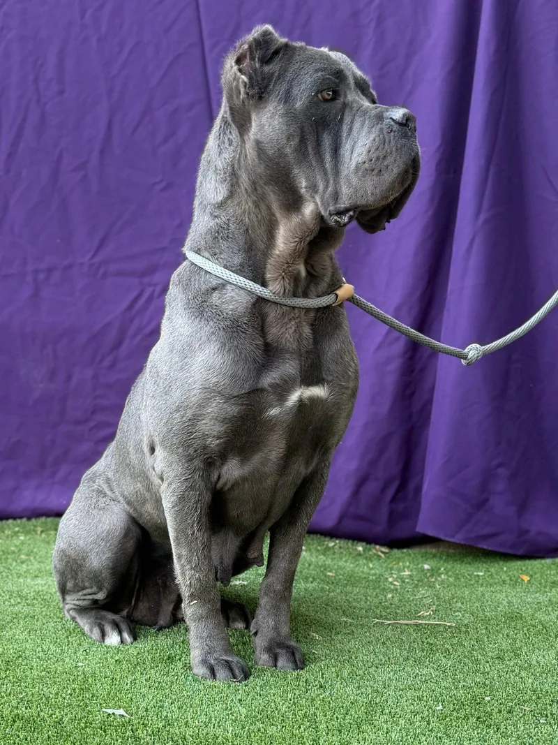 A young medium-sized female Cane Corso dog named Cookie for adoption in Glendale, AZ