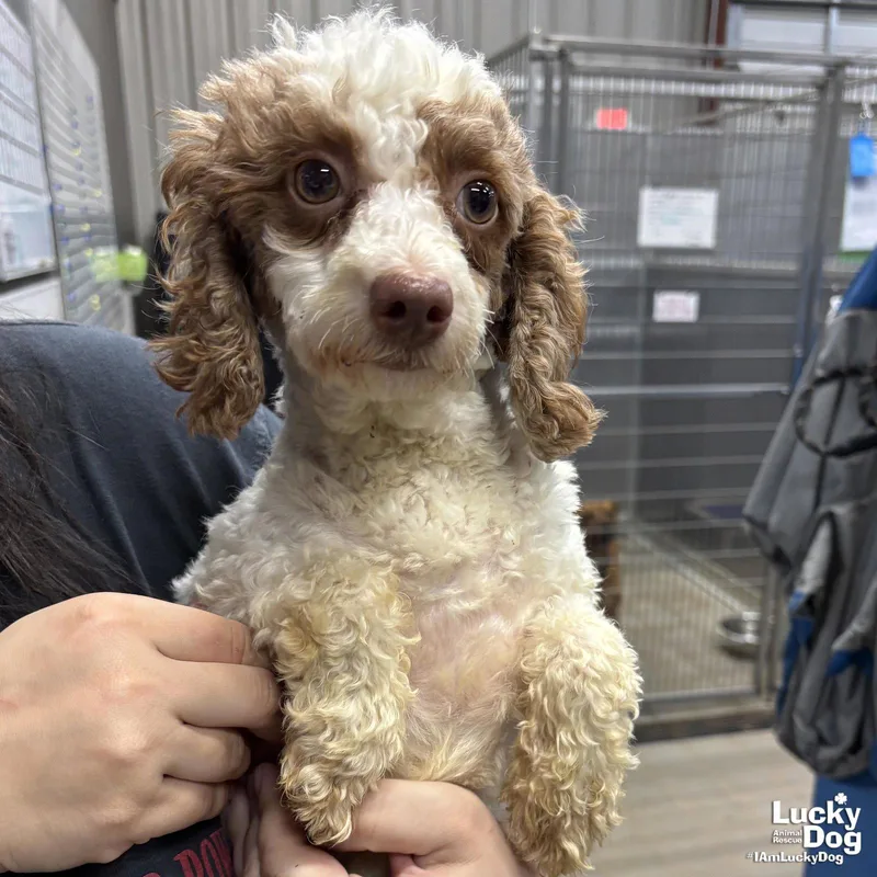 A young small-sized female Poodle dog named Bitty for adoption in Washington, DC