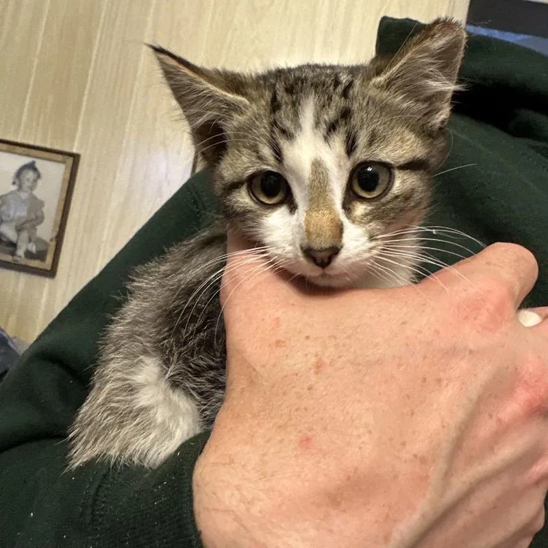 A baby small-sized male White Domestic Short Hair cat named Graycen for adoption in Grantsville, UT
