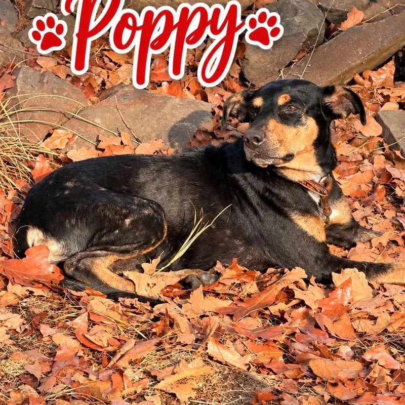 An adult medium-sized female Black Hound dog named Poppy for adoption in Hackett, AR
