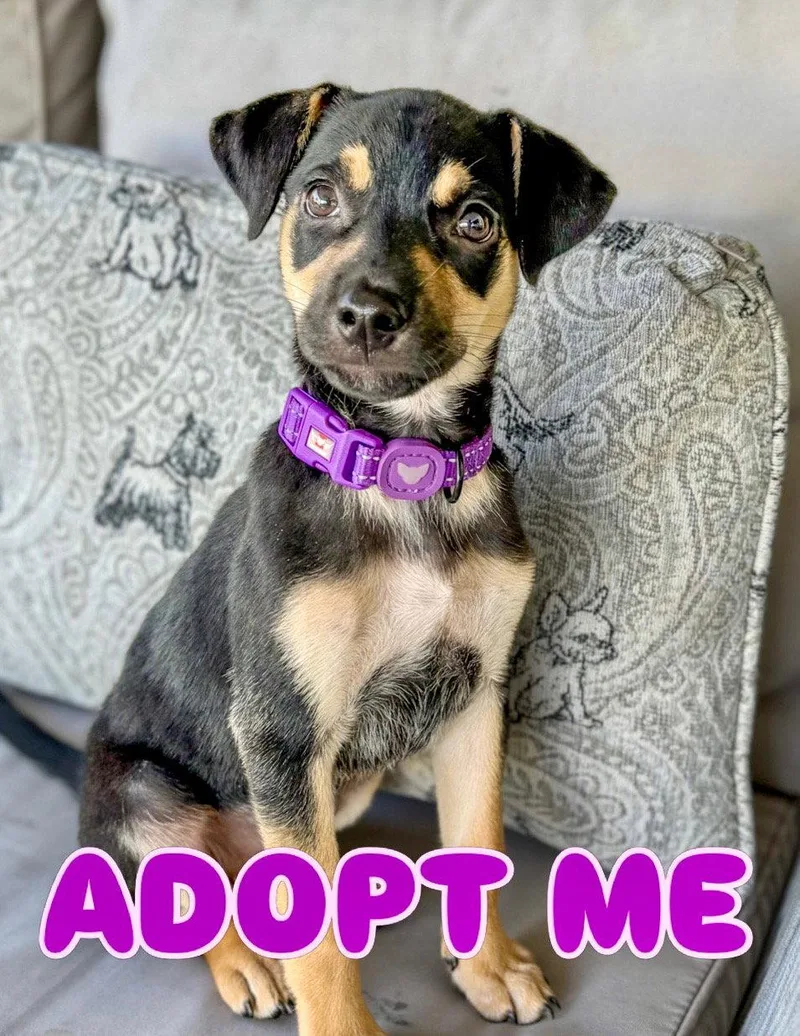 A baby medium-sized female Shepherd dog named Violet for adoption in Lake Hopatcong, NJ