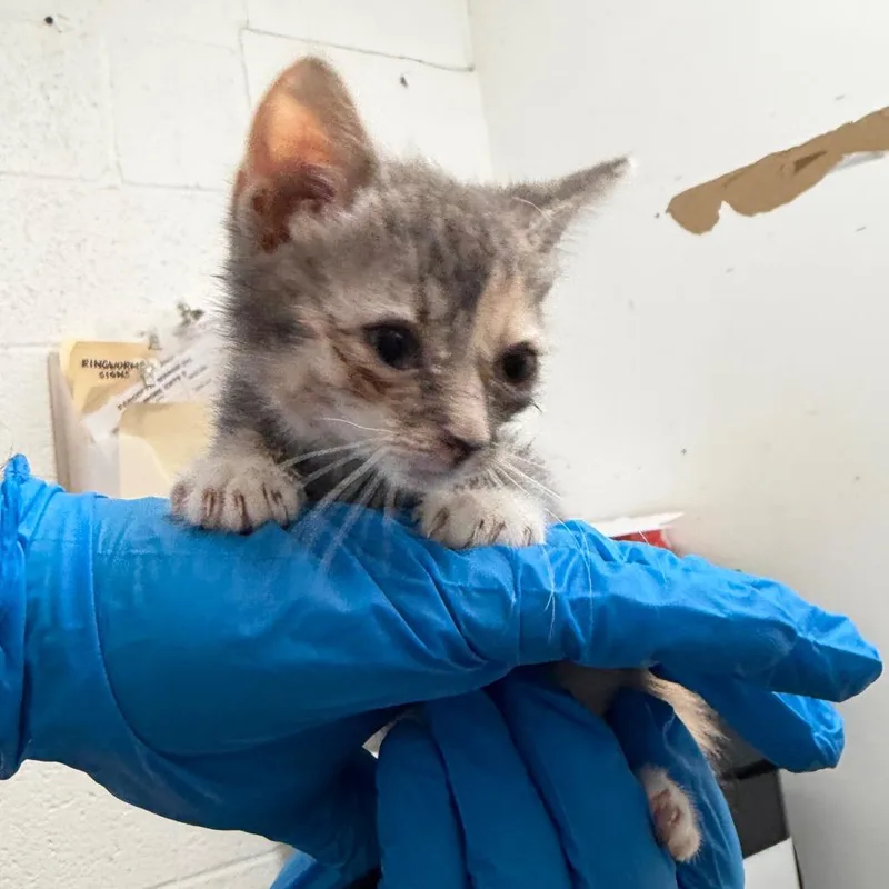 A baby small-sized female Gray / Blue / Silver Domestic Short Hair cat named Worcestershire for adoption in Edinburg, TX