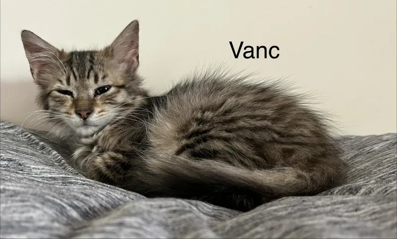 Vanc