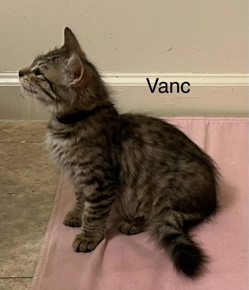 Vanc thumbnail 2