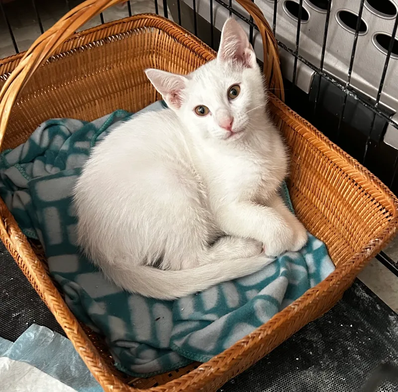 A baby small-sized male White American Shorthair cat named Diamond for adoption in Meeker, OK