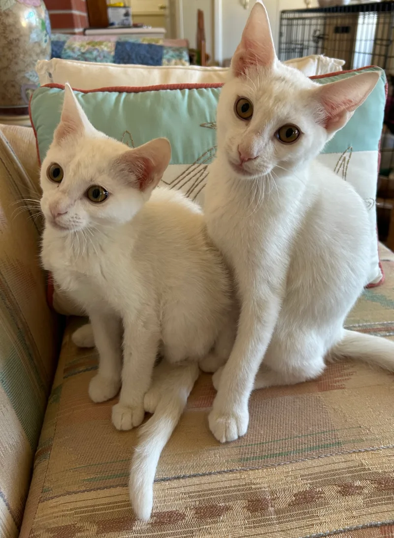 A baby small-sized male White American Shorthair cat named Diamond for adoption in Meeker, OK