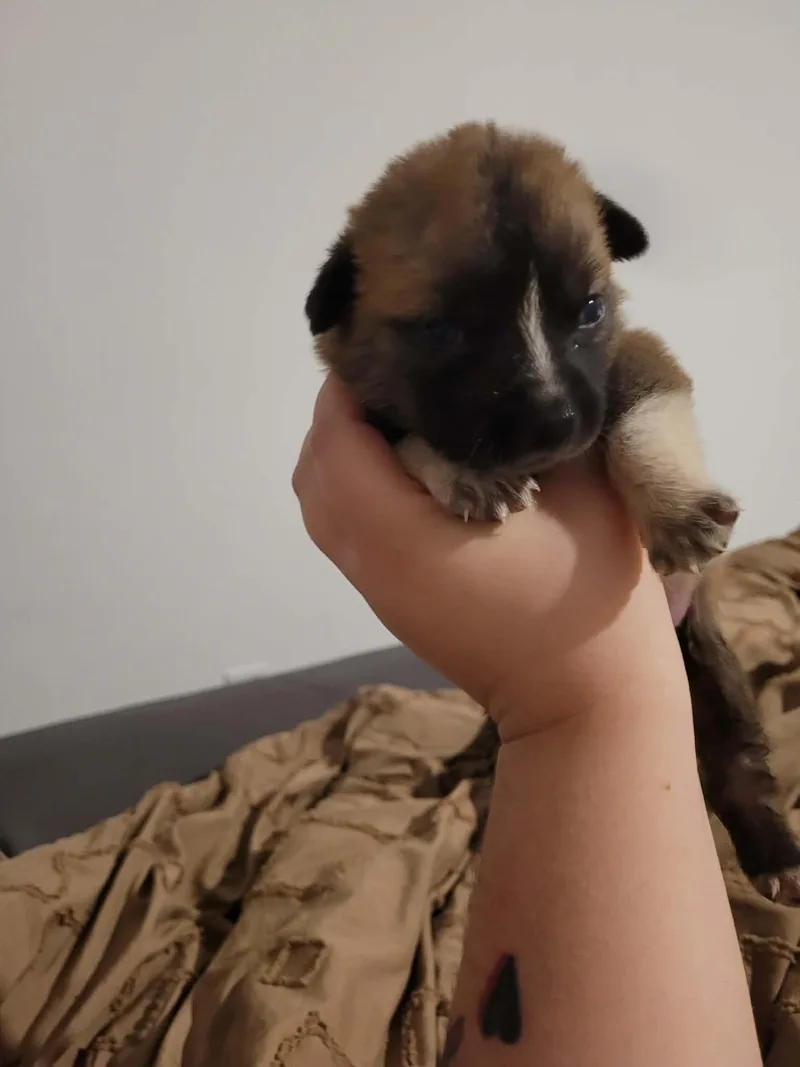 Willow thumbnail 2