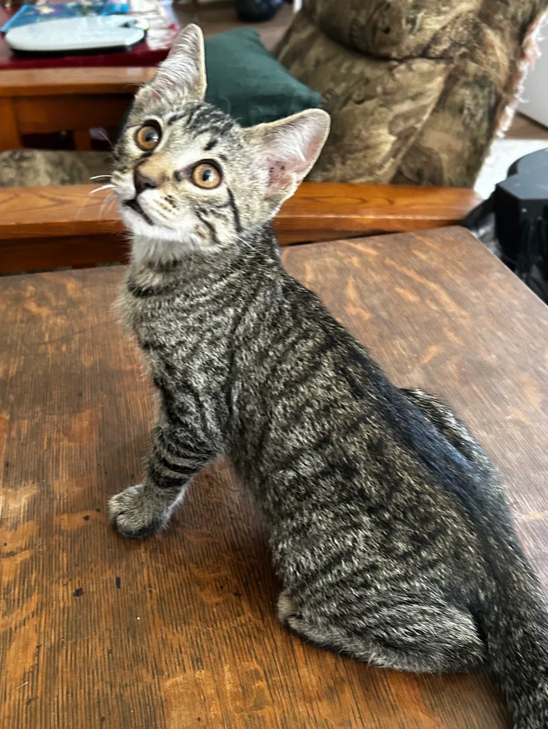 A baby small-sized male Gray and white and black American Shorthair cat named Onyx for adoption