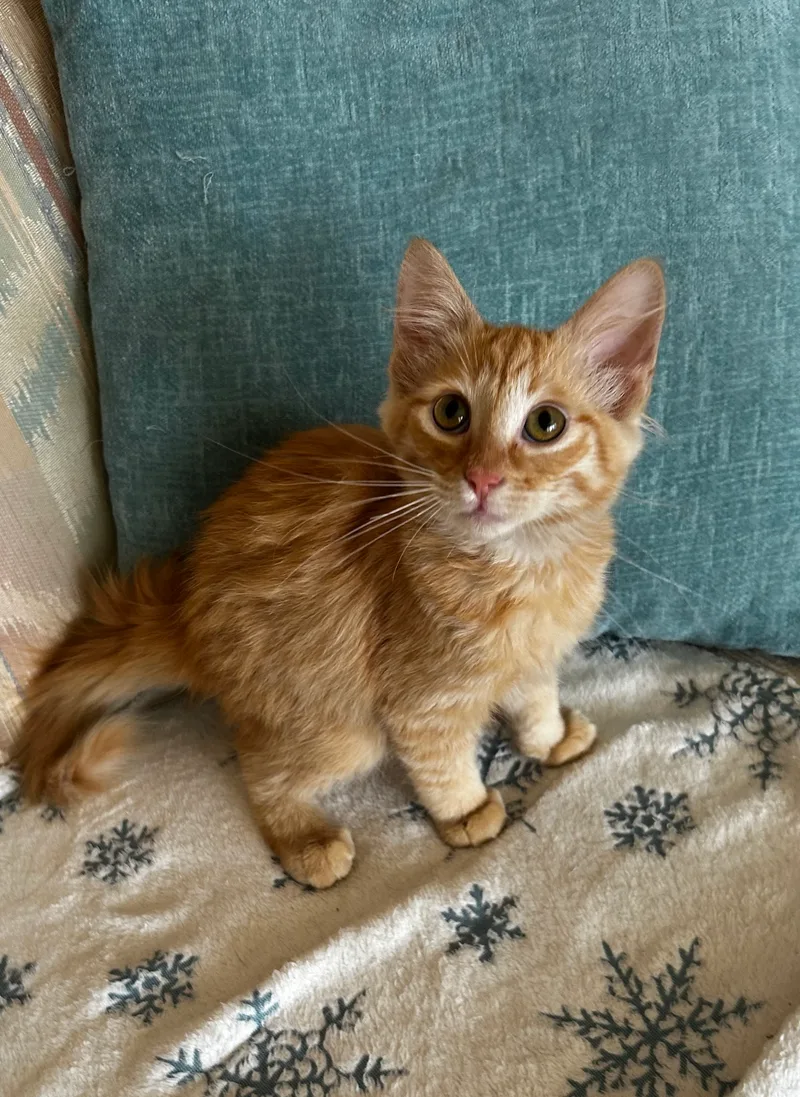 A baby small-sized male Orange tabby Domestic Long Hair cat named Chester for adoption
