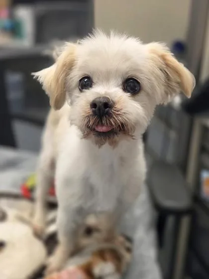 Qtip