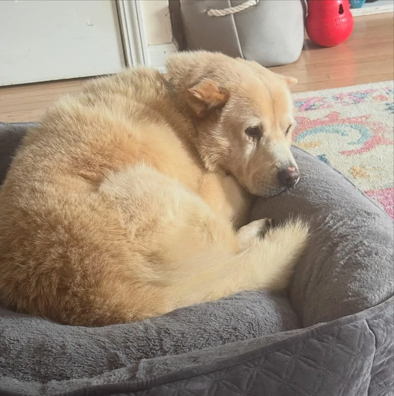 An adult large-sized male Apricot / Beige Chow Chow dog named Lars for adoption in Detroit, MI