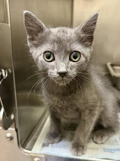 A baby medium-sized male Gray / Blue / Silver Domestic Short Hair cat named Rhino for adoption in Wichita, KS