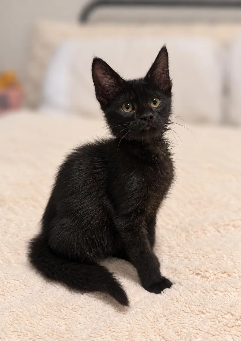A baby medium-sized male Black Domestic Short Hair cat named Greenie C for adoption in Fresno, CA
