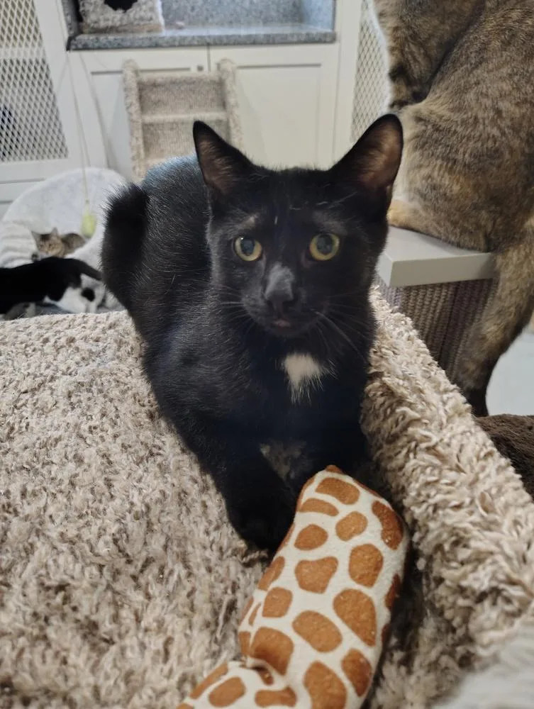 Charcoal thumbnail 4