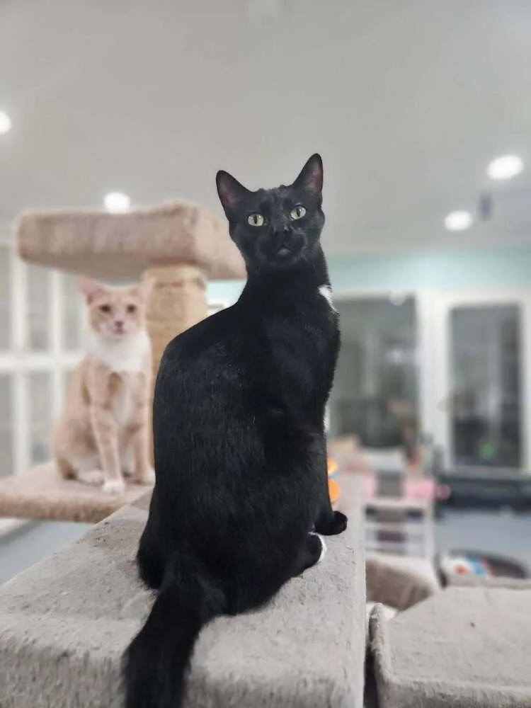 Charcoal thumbnail 5