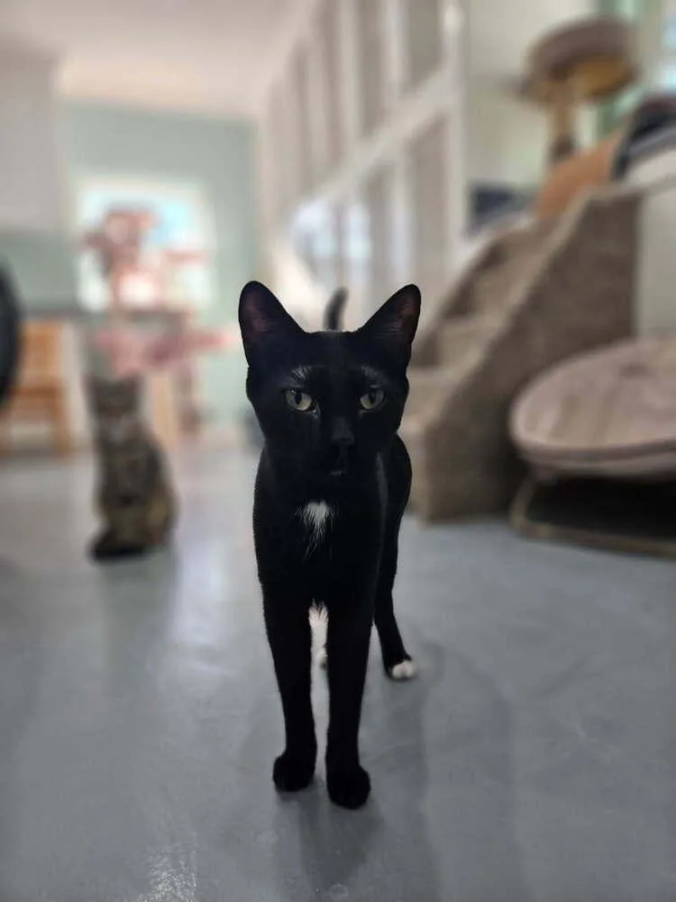 Charcoal thumbnail 6