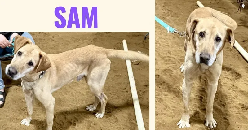 A young large-sized male Labrador Retriever dog named Sam for adoption in Tracy, MN
