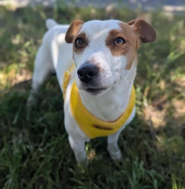 An adult small-sized male Jack Russell Terrier dog named Eggbert for adoption in Santa Rosa, CA