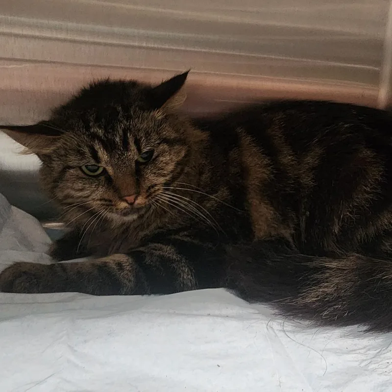 An adult small-sized female Domestic Medium Hair cat named Muffin for adoption in Evensville, TN