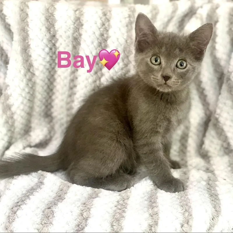 A baby small-sized male Gray / Blue / Silver Domestic Short Hair cat named Bay for adoption in Peachtree City, GA