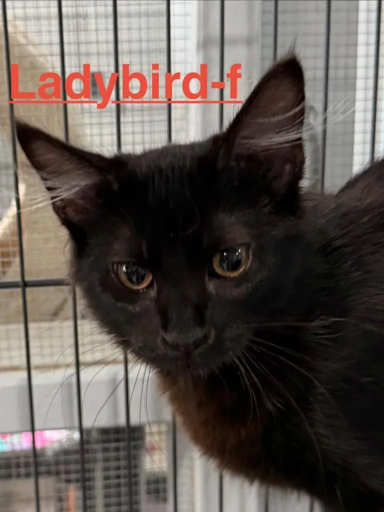 A baby small-sized female Domestic Long Hair cat named Ladybird for adoption in Brookhaven, MS