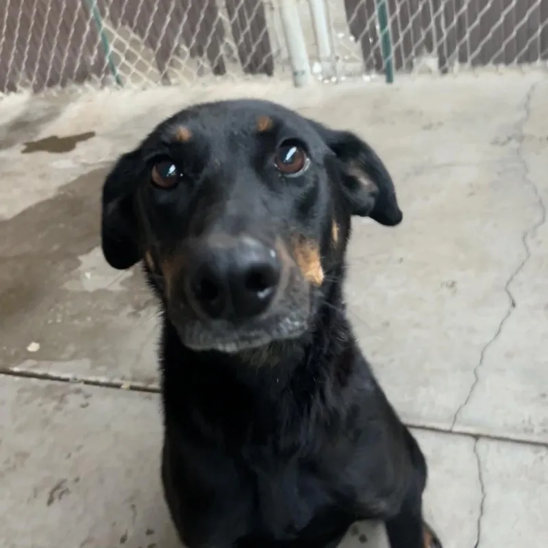 An adult medium-sized female Cattle Dog dog named Ellie for adoption in Flagstaff, AZ