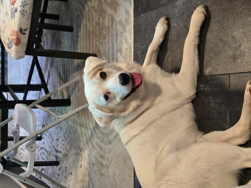A young medium-sized male white Great Pyrenees dog named Arlo for adoption