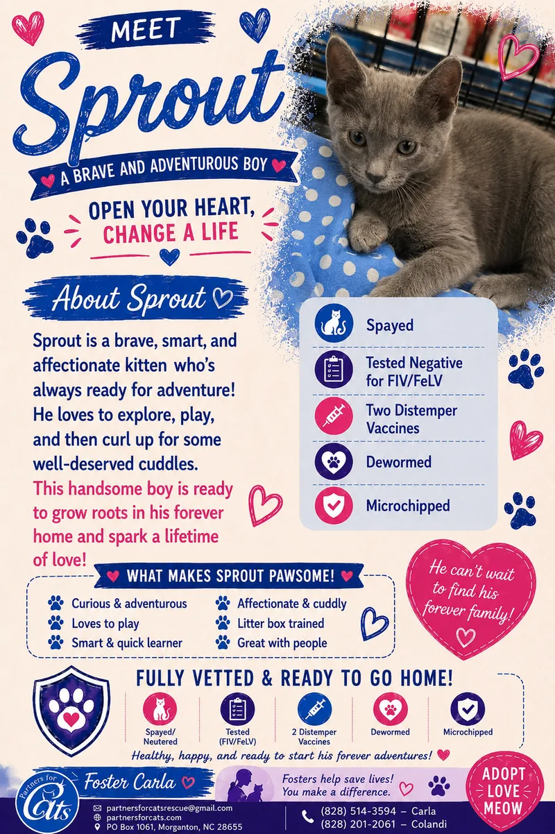 A baby small-sized male Black White Domestic Short Hair cat named Sprout for adoption