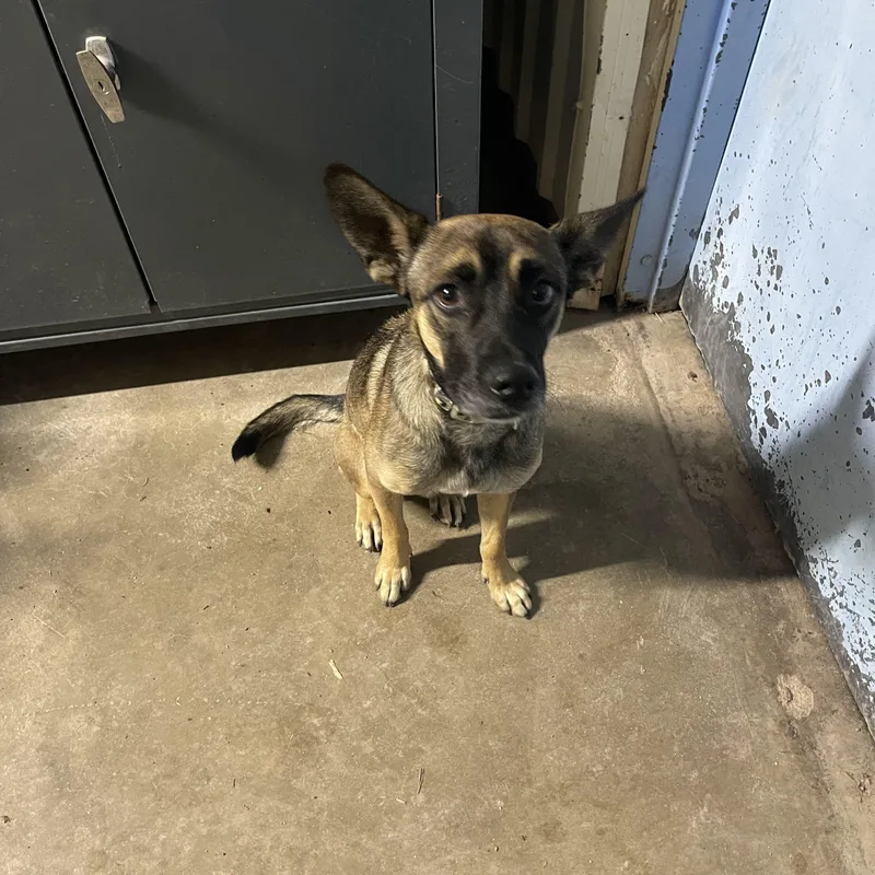 A young medium-sized male Brindle German Shepherd Dog named Reggy for adoption in Lordsburg, NM