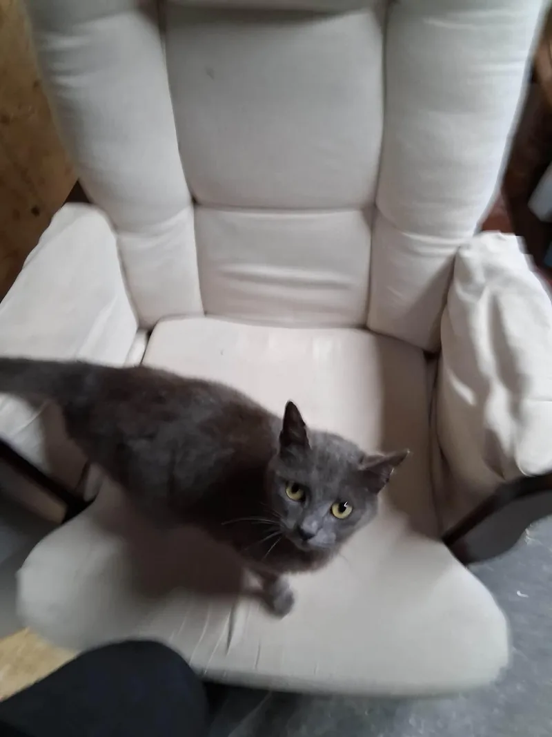 A young small-sized female Blue Point Domestic Short Hair cat named Gypsy for adoption in Walkertown, NC