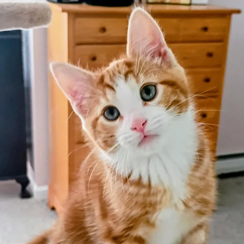 A baby small-sized male Orange / Red Domestic Medium Hair cat named Dorito for adoption in Kennebunk, ME